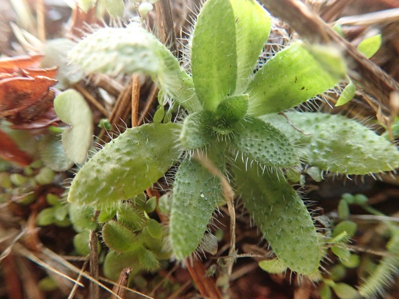 Pacific Popcornflower photo 4