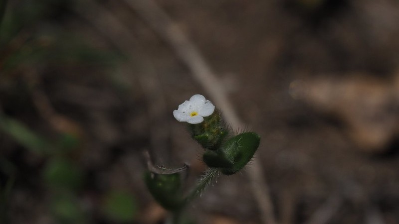 Pacific Popcornflower photo 5