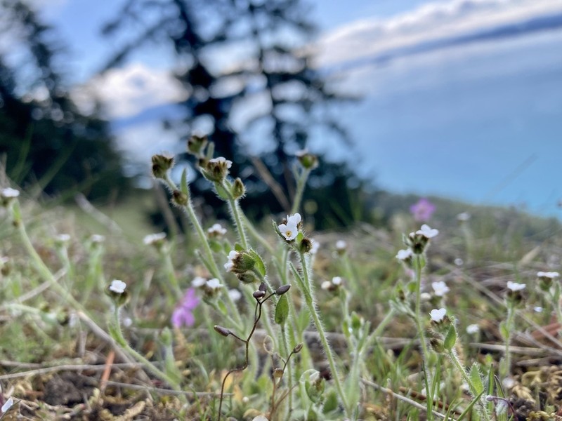Pacific Popcornflower photo 7