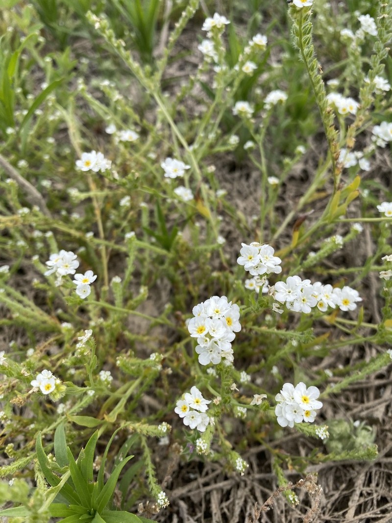 Pacific Popcornflower photo 8