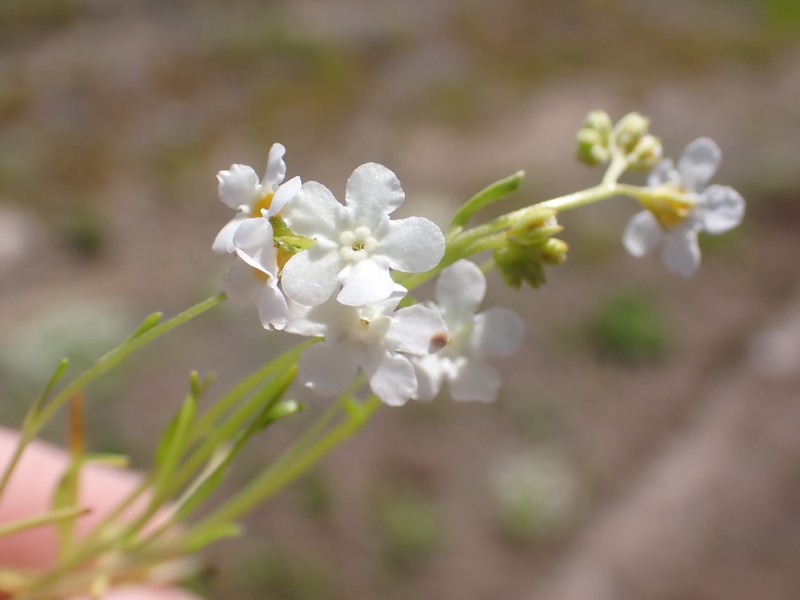 Slender Popcornflower photo 3