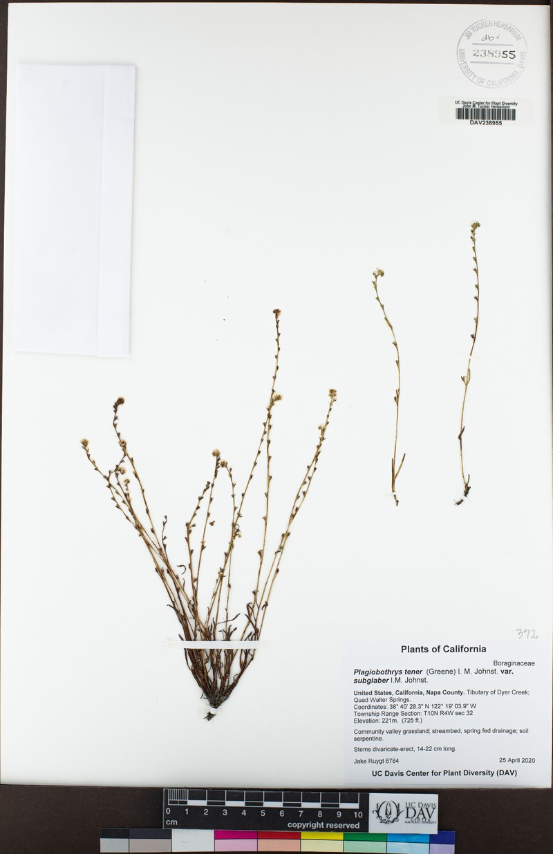 Slender Popcornflower photo 6