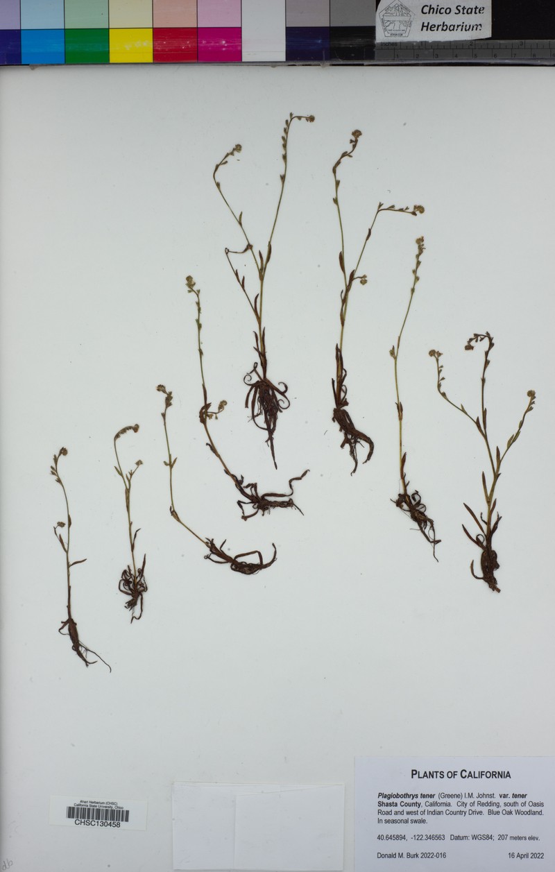 Plagiobothrys tener var. tener