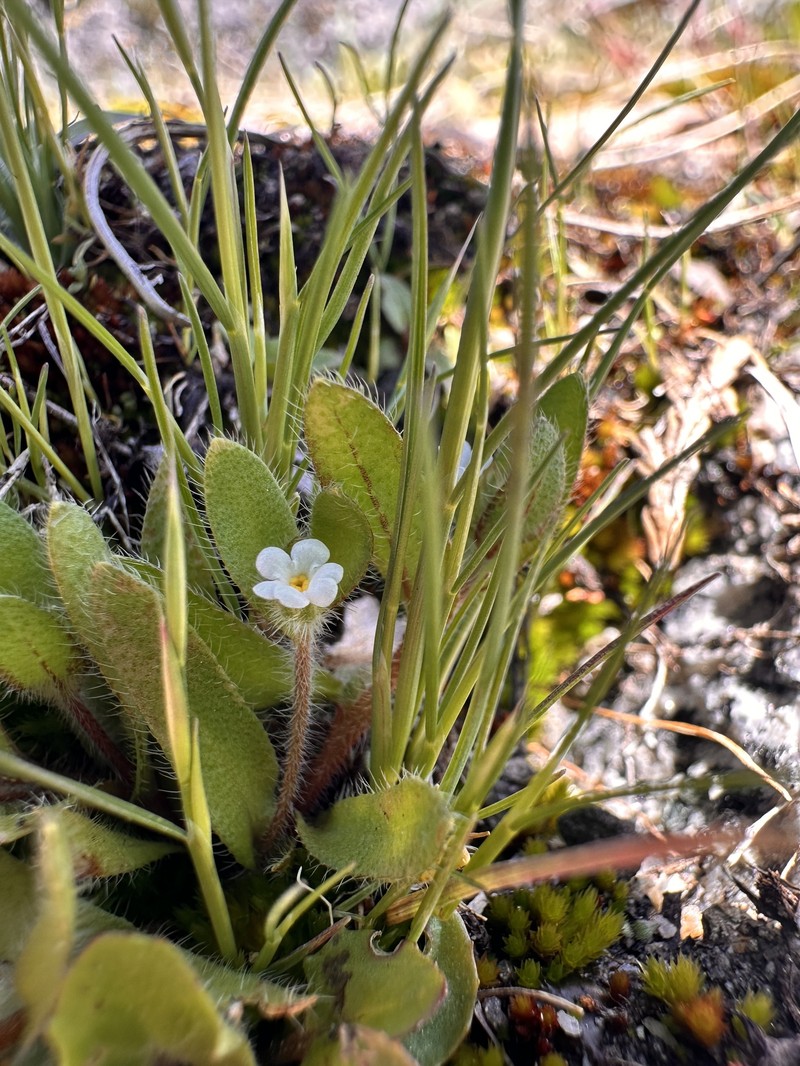 Plagiobothrys torreyi var. diffusus