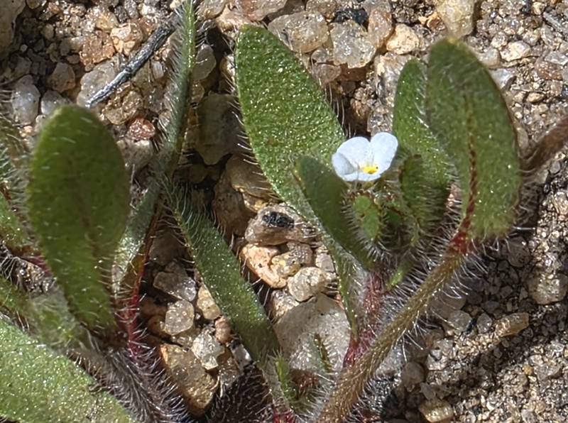 Plagiobothrys torreyi var. diffusus photo 2