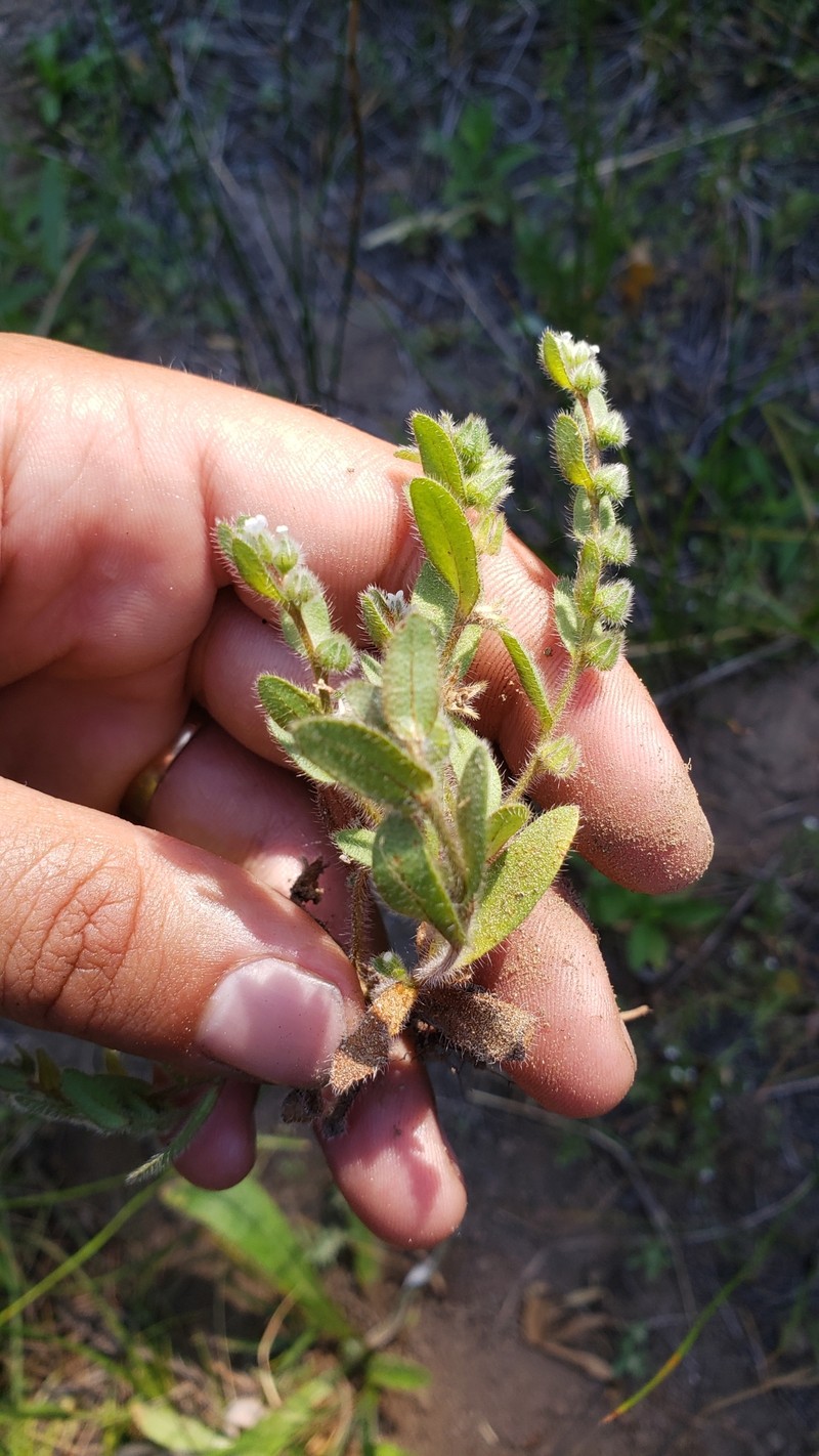 Plagiobothrys torreyi var. diffusus photo 3