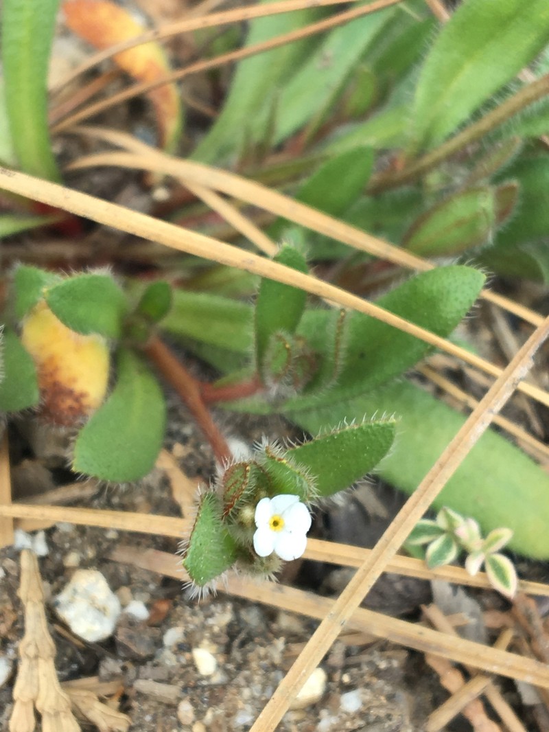 Plagiobothrys torreyi var. diffusus photo 4