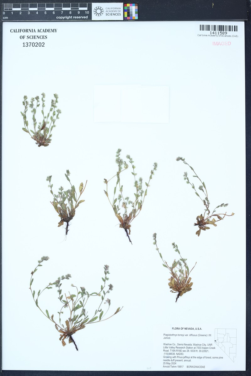 Plagiobothrys torreyi var. diffusus photo 5