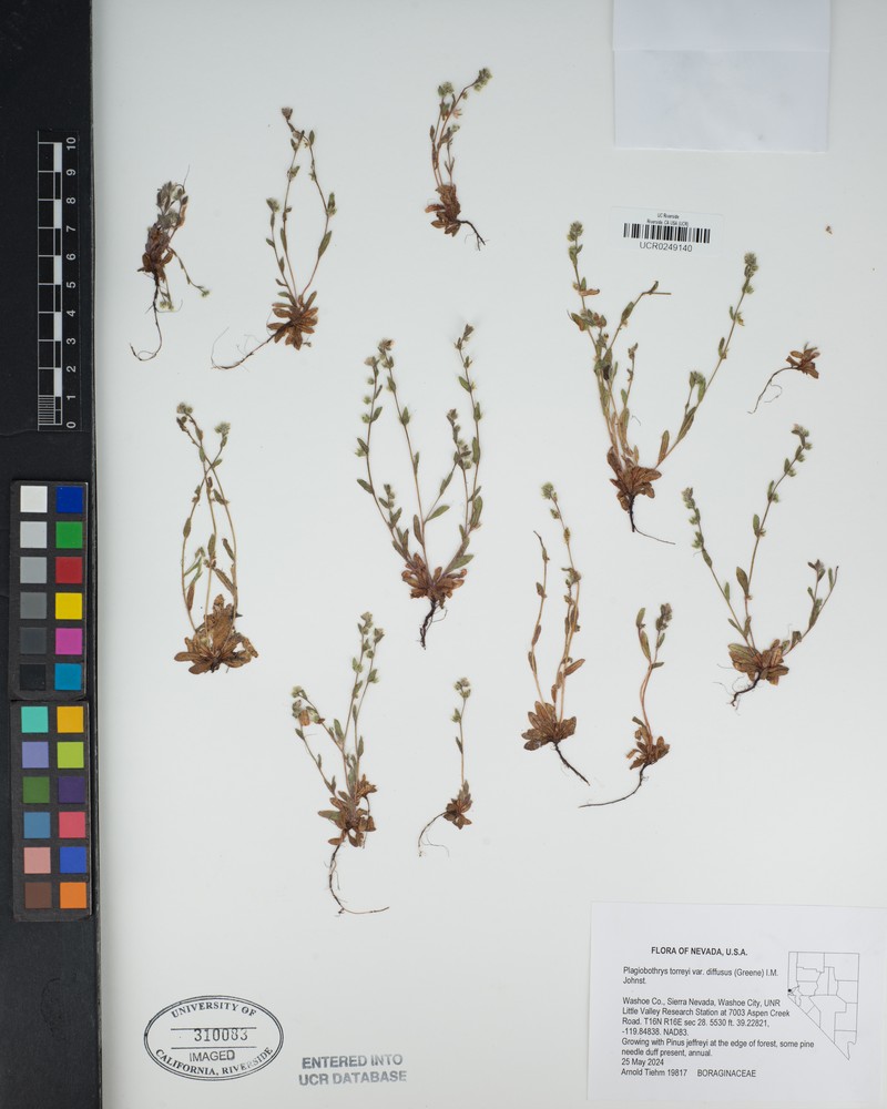 Plagiobothrys torreyi var. diffusus photo 6