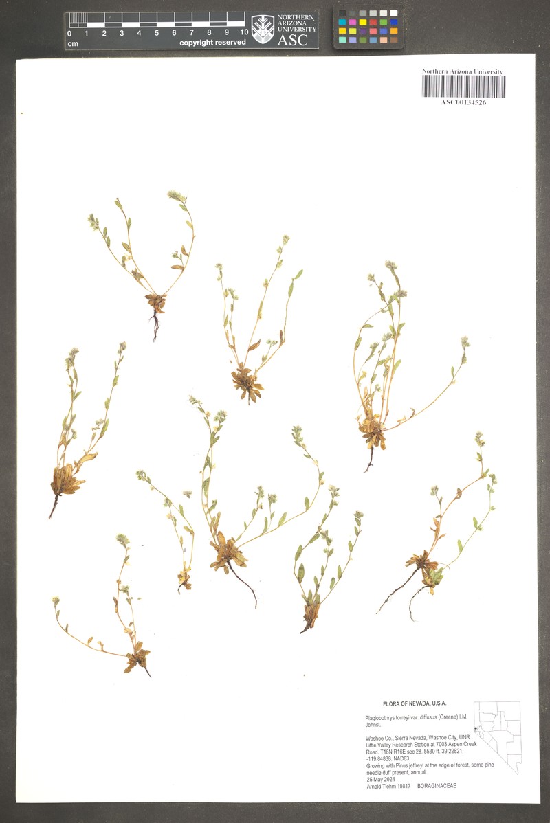 Plagiobothrys torreyi var. diffusus photo 7
