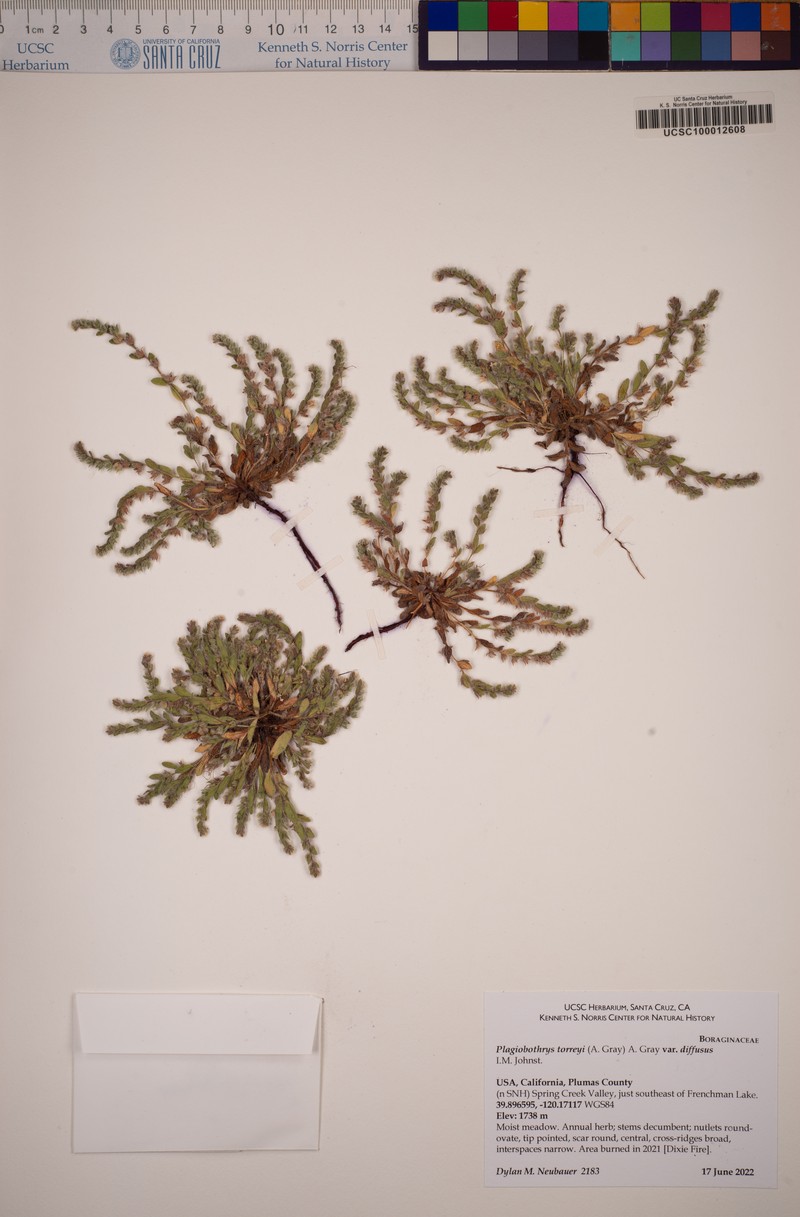 Plagiobothrys torreyi var. diffusus photo 8