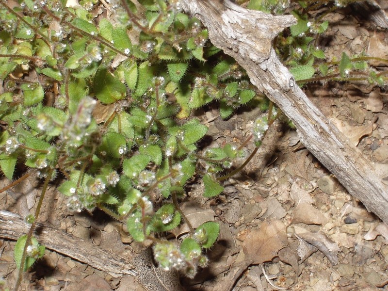 Salinas Valley Popcornflower
