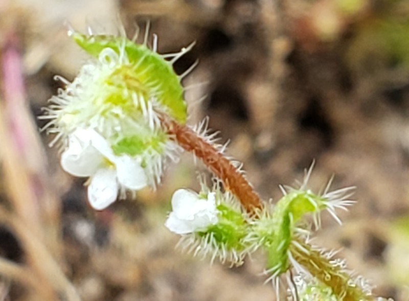 Salinas Valley Popcornflower photo 6
