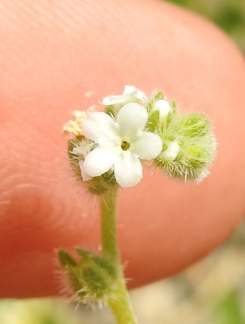 Artist's Popcornflower photo 2