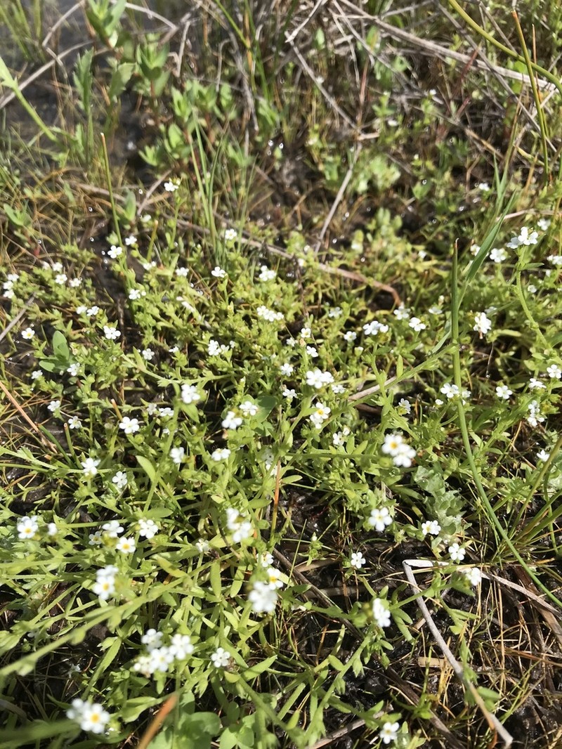 Artist's Popcornflower photo 3
