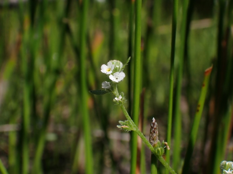 Artist's Popcornflower photo 4