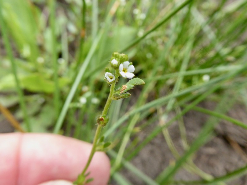Artist's Popcornflower photo 6
