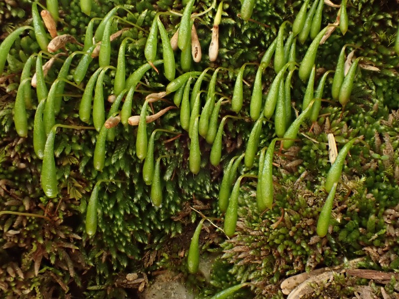 Plagiobryum Moss