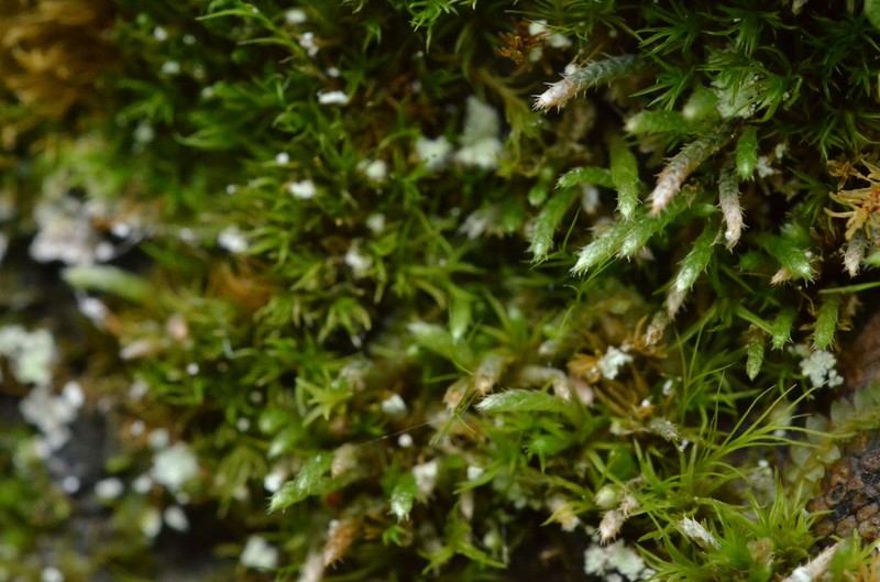 Plagiobryum Moss photo 2
