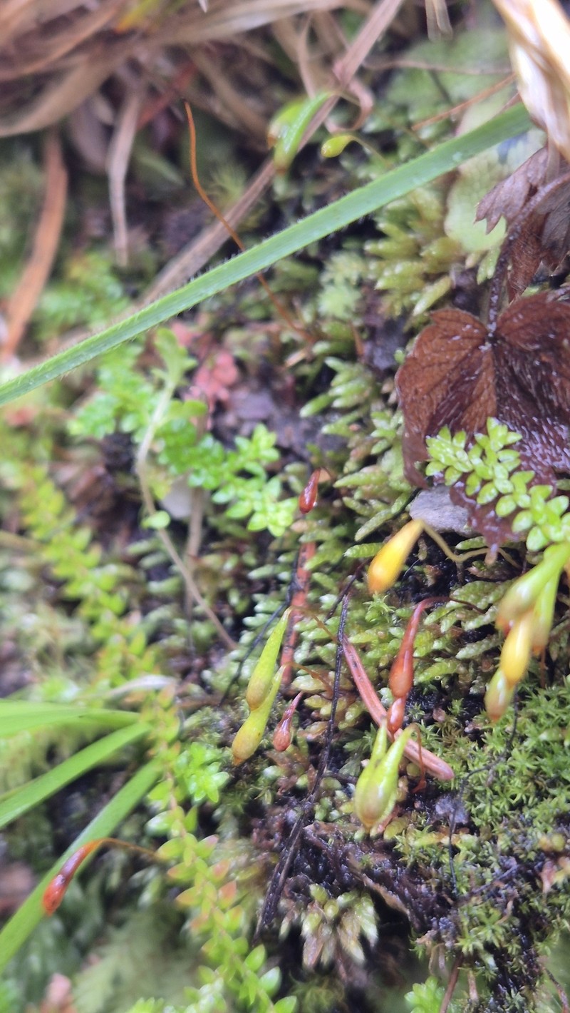 Plagiobryum Moss photo 3