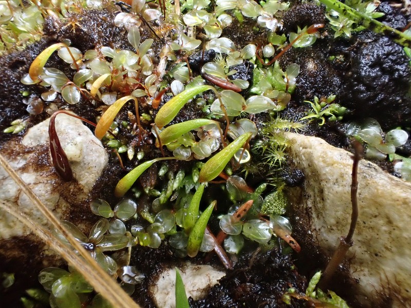 Plagiobryum Moss photo 4