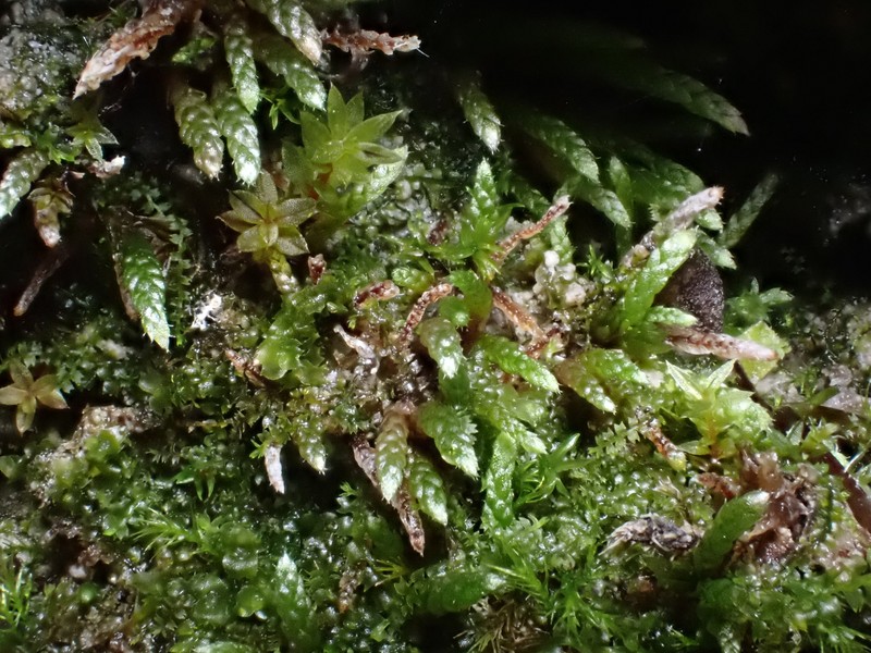 Plagiobryum Moss photo 5
