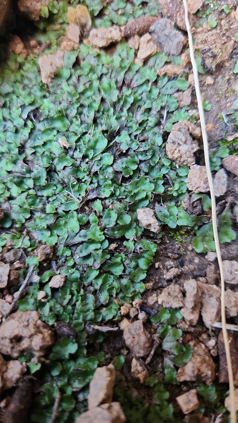 Plagiochasma crenulatum