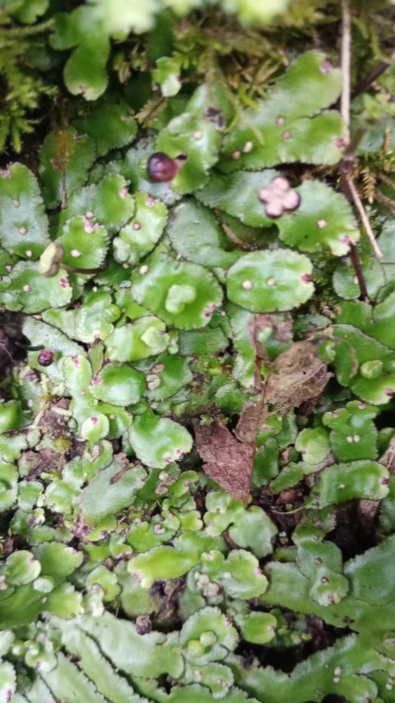 Plagiochasma crenulatum photo 2