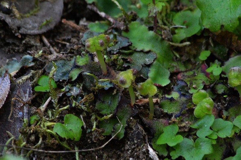 Plagiochasma crenulatum photo 3