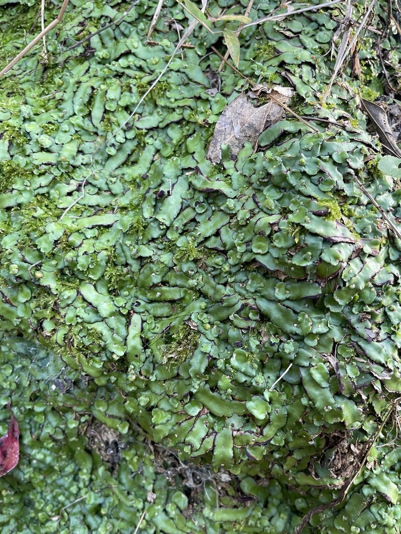 Plagiochasma crenulatum photo 4