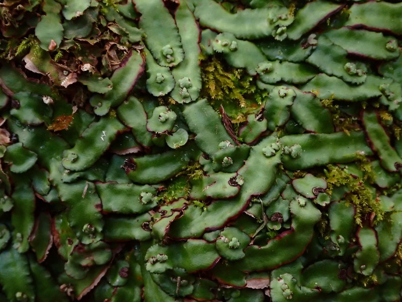 Plagiochasma crenulatum photo 6