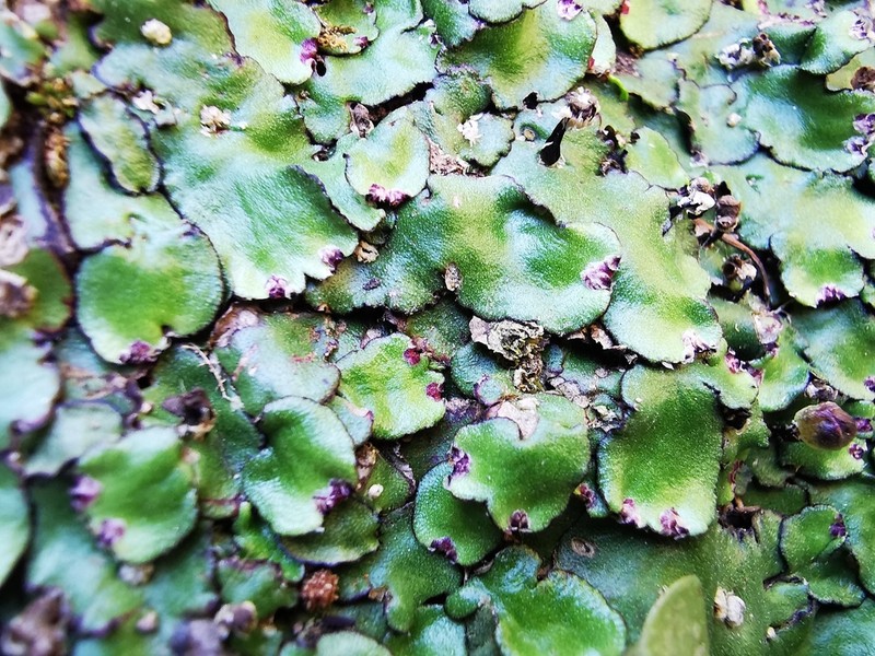Plagiochasma crenulatum photo 7