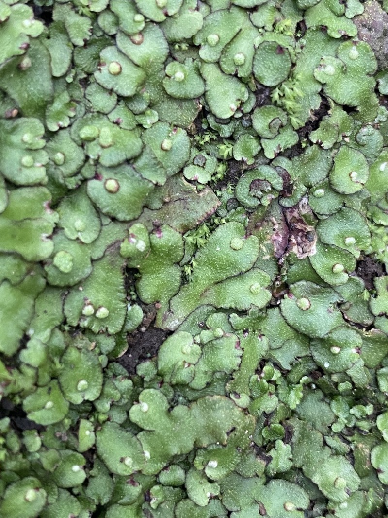 Plagiochasma crenulatum photo 8