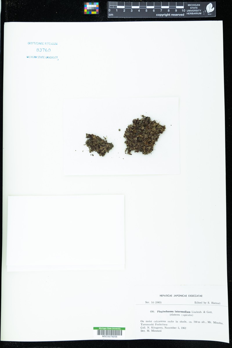Plagiochasma intermedium photo 3