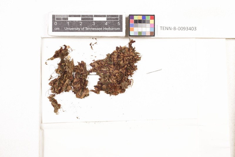 Plagiochasma intermedium photo 4