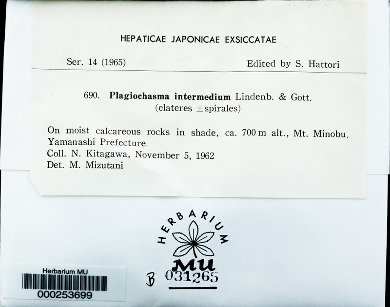Plagiochasma intermedium photo 5