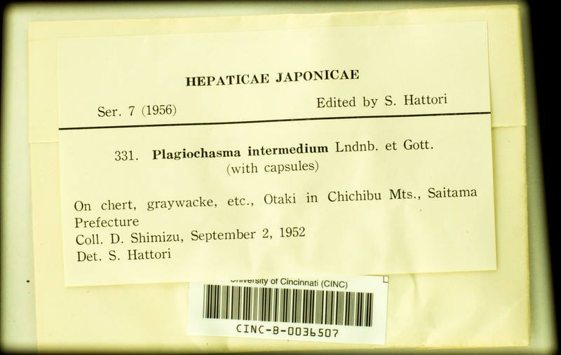 Plagiochasma intermedium photo 6