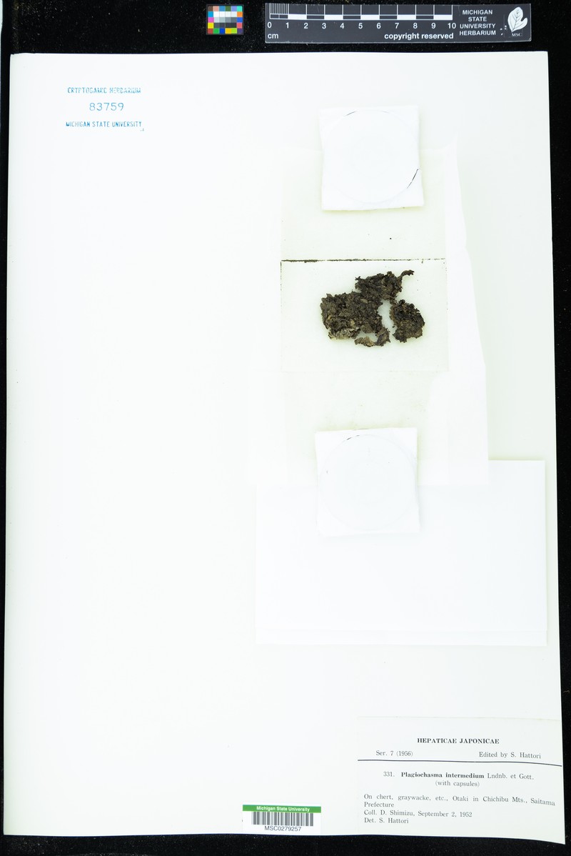 Plagiochasma intermedium photo 7