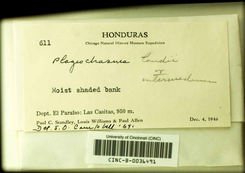 Plagiochasma landii