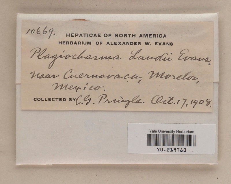 Plagiochasma landii photo 2
