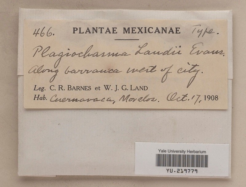 Plagiochasma landii photo 3