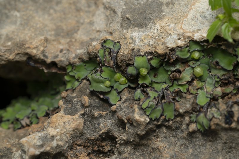 Plagiochasma rupestre