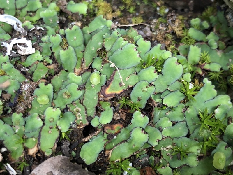Plagiochasma rupestre photo 7