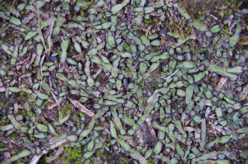 Plagiochasma wrightii photo 2