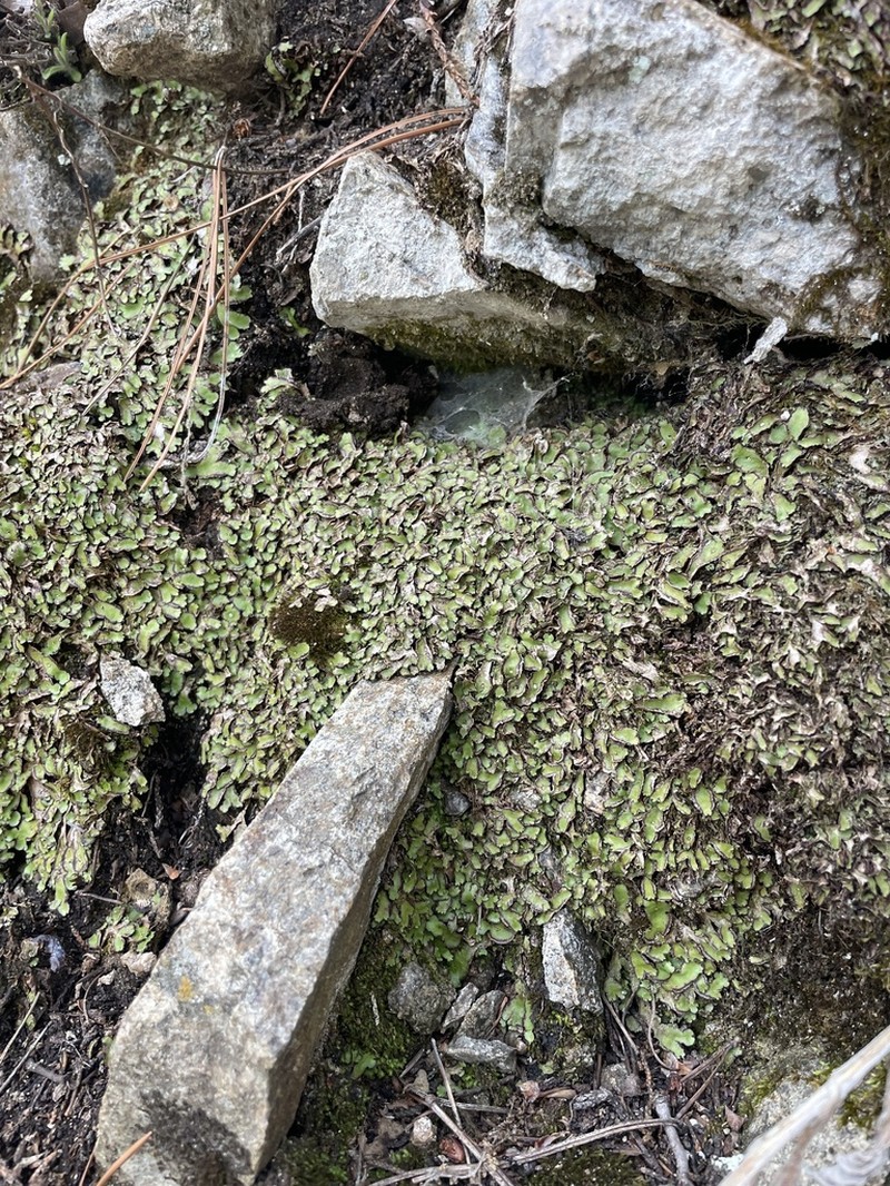 Plagiochasma wrightii photo 3