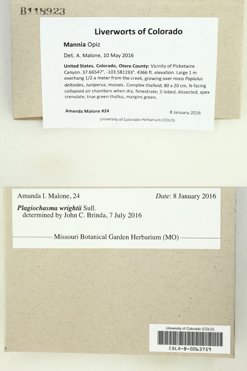 Plagiochasma wrightii photo 4