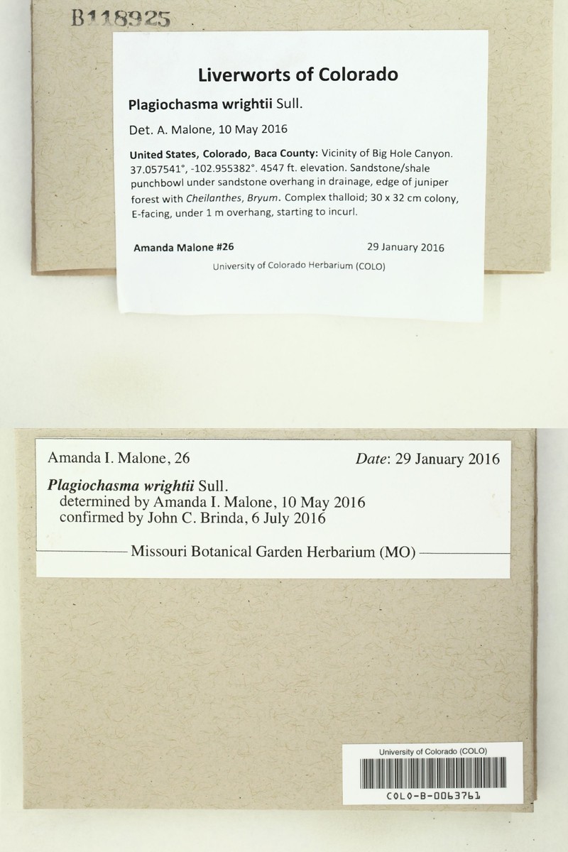 Plagiochasma wrightii photo 5