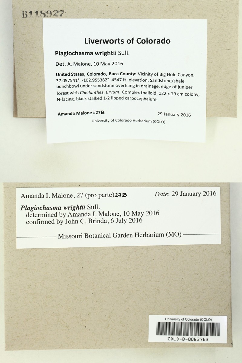 Plagiochasma wrightii photo 6