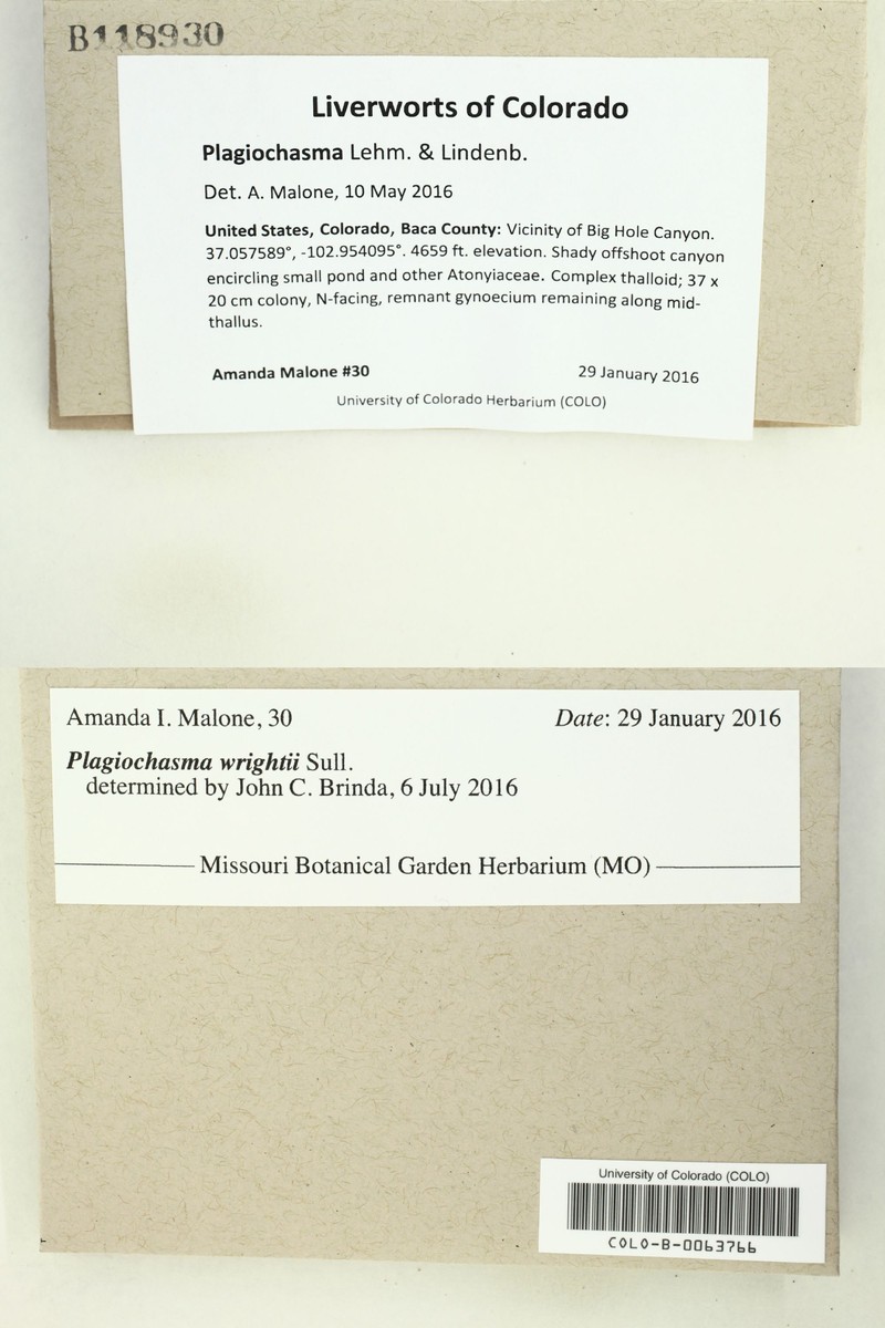 Plagiochasma wrightii photo 7