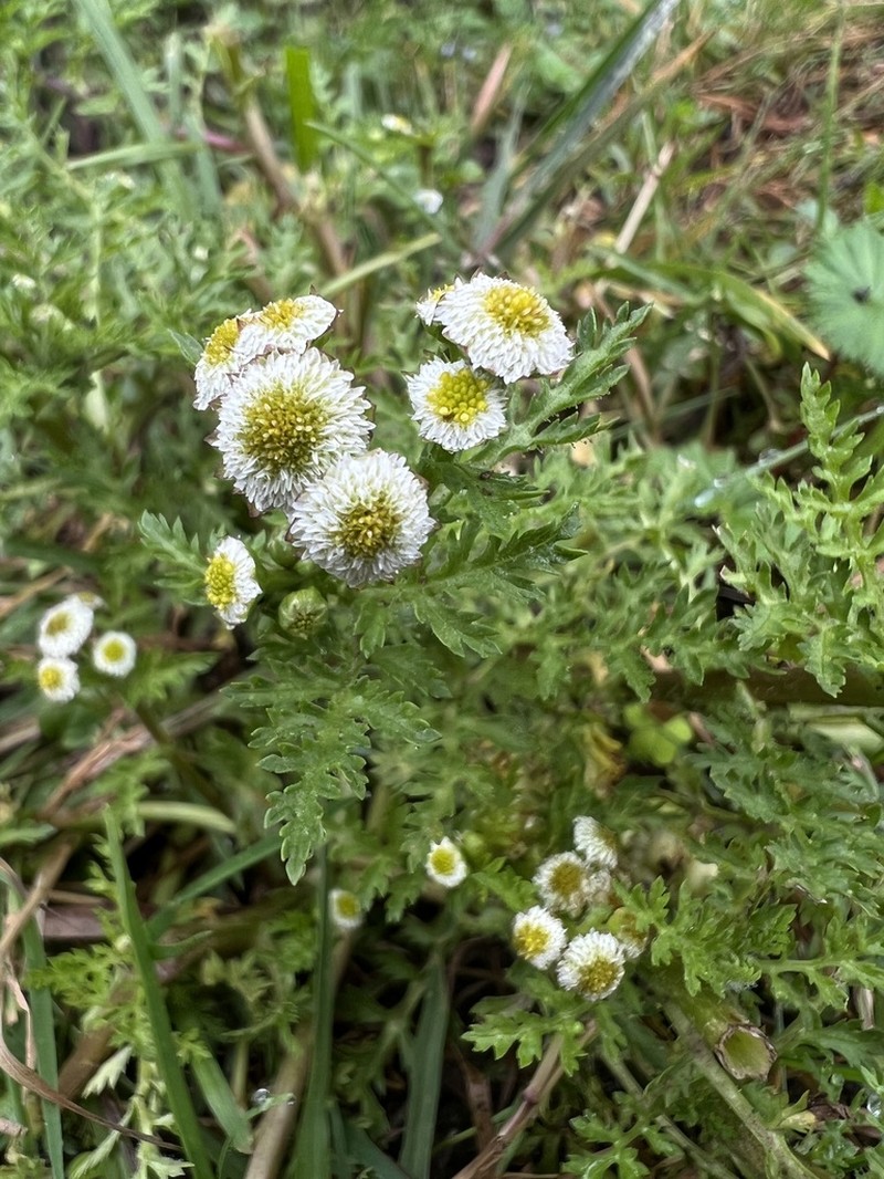 Plagiocheilus bogotensis photo 3